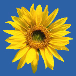 Лингвистический центр "Sunflower"